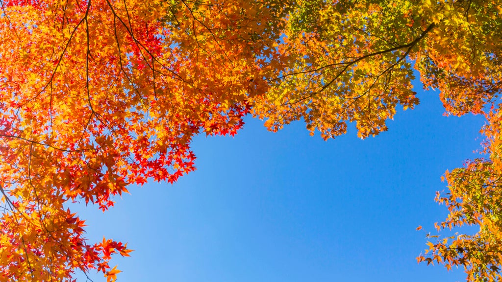 Sunny Friday in Twin Cities with mostly dry Halloween weekend — Plymouth Sports news