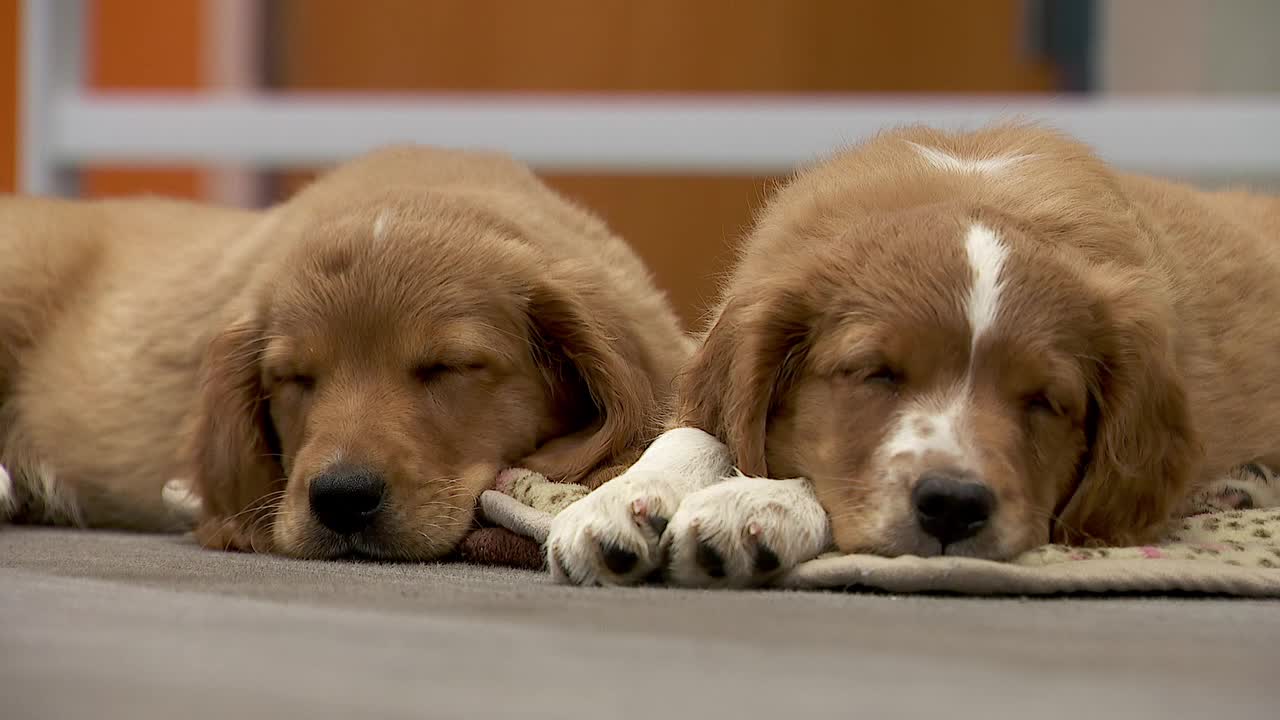 36 dogs rescued from unlicensed breeder in Cass County — Plymouth Community news